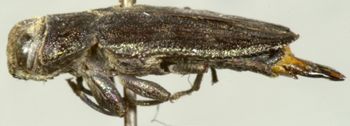 Media type: image;   Entomology 2690 Aspect: habitus lateral view